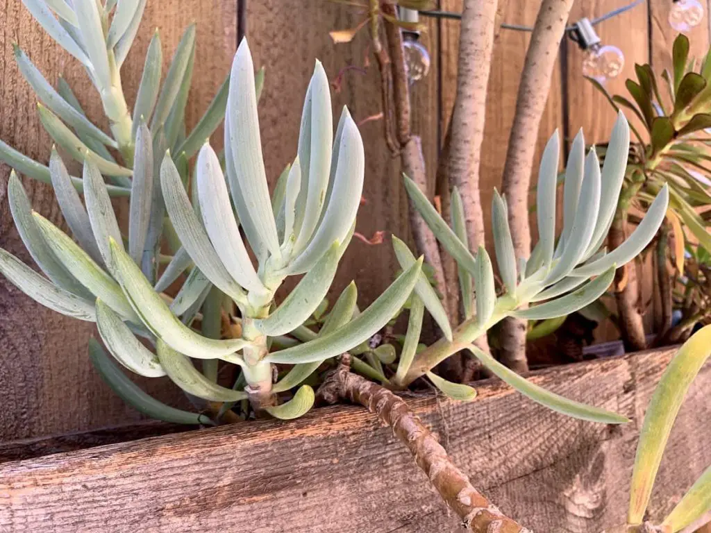 blue chalk stick succulents in pallet