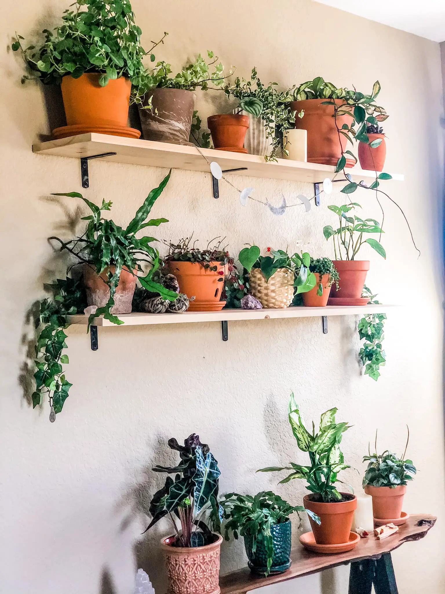 Shelf and Table Full of Collector Plants