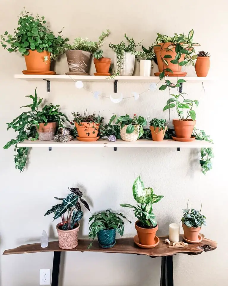 Shelves of Plants for Collectors